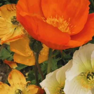 722cc彩票手机app下载截图